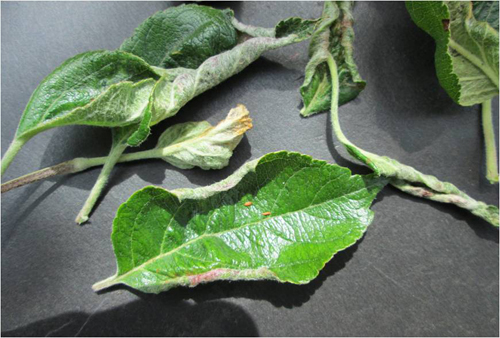 apple leaf curling midge